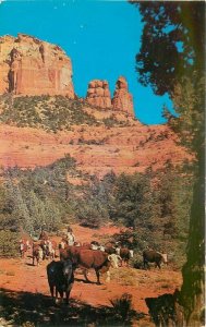 Arizona Bradshaw Dexter Cattle Country Oak Creek Canyon Postcard 21-3398