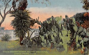 Spanish Dagger Maguey And Cactus - Corpus Christi, Texas TX  