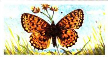 Brooke Bond Tea British Butterflies No 12 Small Pearl-Bordered Fritillary