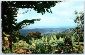 M-99345 View from the Tropical Rain Forest El Yunque Puerto Rico USA