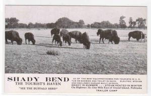 Buffalo Herd Shady Bend Tourist Haven Grand Island Nebraska postcard