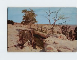 Postcard Agate Bridge Trail, Petrified Forest, Arizona