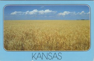 America Postcard - Kansas, Oceans of Golden Wheat. Farms, Agriculture   RS38632