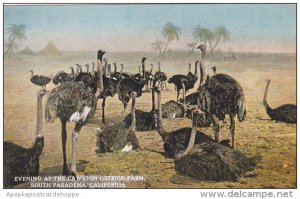 California South Pasadena Evening At The Cawston Ostrich Farm