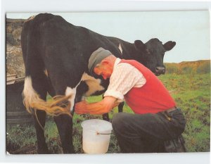 Postcard Milking time, Ireland