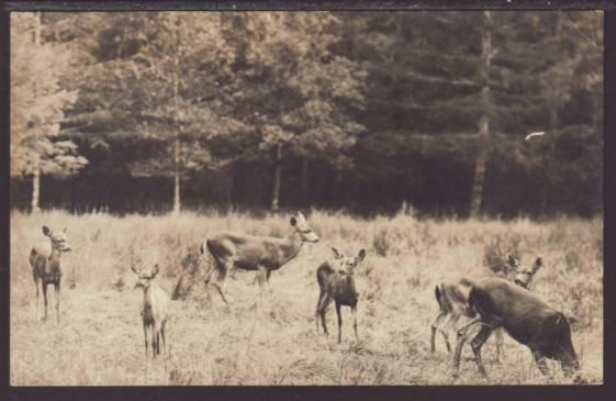 Herd of Deer Postcard 