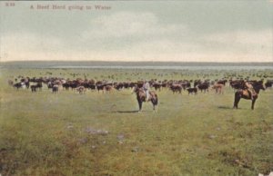 Cows A Beef Herd Going To Water 1909