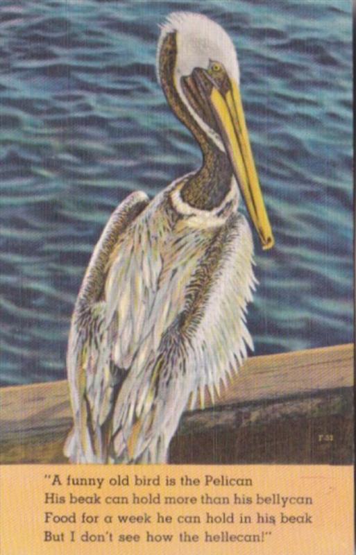 Florida Birds The Pelican