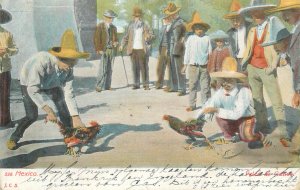 Rooster fight Mexico ethnic types 1907 postcard 