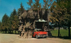 Postcard Washington Giant Cedar Stump Highway 99 Boyd Ellis 23-13