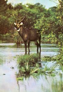 Water Buck in East Africa