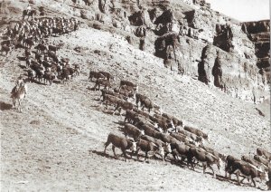 Open Range Cattle Drive From Texas to Railheads in Kansas Cowboys  4 by 6