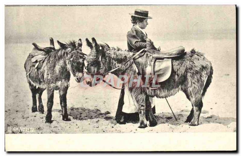 Old Postcard Donkeys Mules