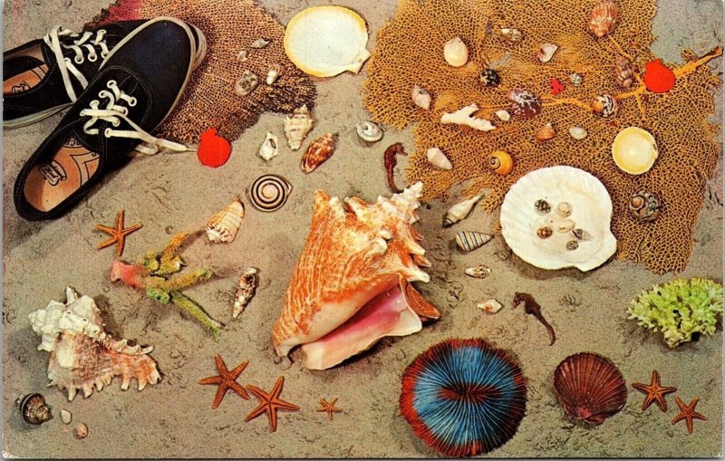 Sea Shell Collection Tennis Shoe Beach Treasures Hobby Chrome Postcard 