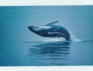 Pre-1980 HUMPBACK WHALE JUMPING Cape Cod Massachusetts MA AD3874@