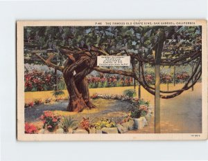 Postcard The Famous Old Grape Vine, San Gabriel, California