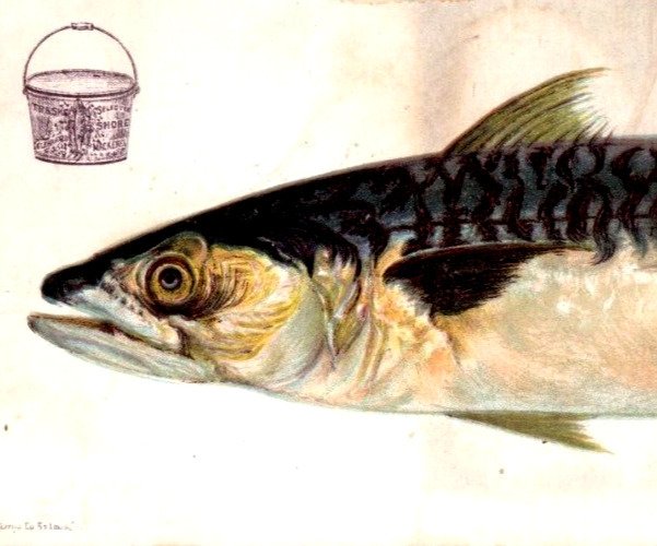 1886 Trask Fish Co. Mackerel Fish Fab! #5C