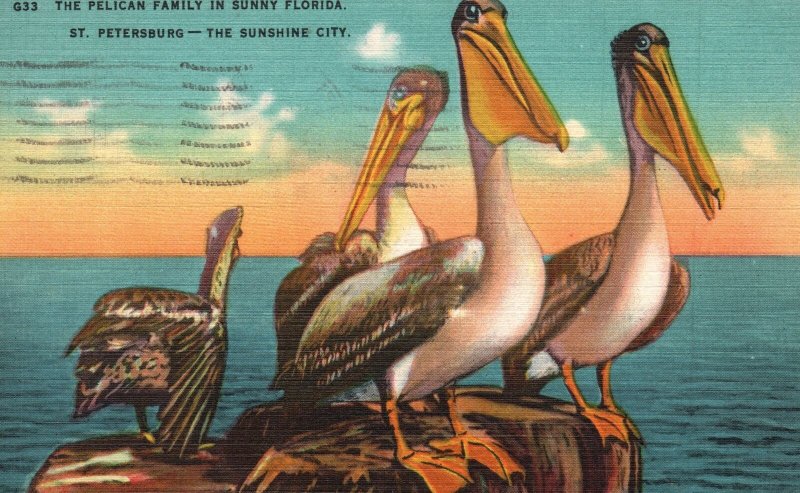 Vintage Postcard 1945 The Pelican Birds Family in Sunny St. Petersburg Florida
