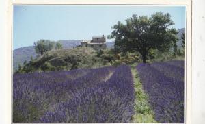 BF14208 paysage de provence lumiere et couleurs champs  france  front/back image