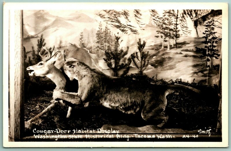 RPPC Cougar Deer Habitat Taxidermy Display Tacoma Washington WA UNP Postcard H3