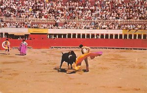 Bull Fight scene Tarjeta Postal Bullfighting 1970 