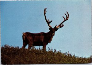 Postcard Curious Caribou on hill in McKinley Park Alaska