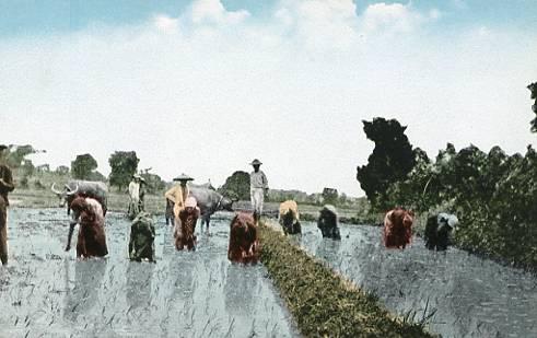 Philippine Islands - Rice Planting