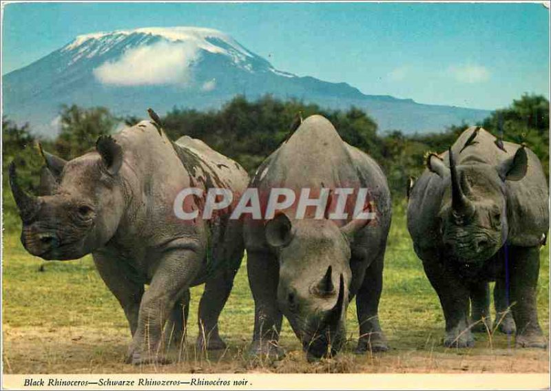 Postcard Modern Black Rhinoceros