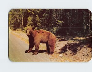Postcard Rambling Brown Bear