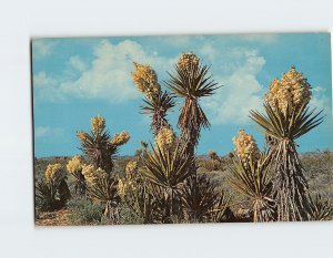 Postcard Mojave Yucca Or Spanish Bayonet The West USA
