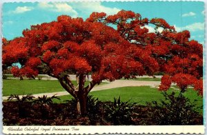 Postcard - Florida's Colorful Royal Poinciana Tree - Florida