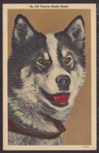 Alaskan Husky Postcard 