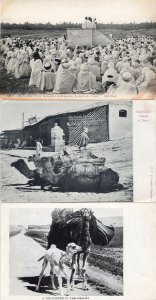 Algeria Le Lecture du Coran Algiers Camels 3x Postard