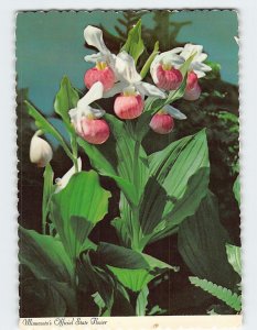 Postcard The Showy Lady Slipper, Minnesota's Official State Flower, Minnesota