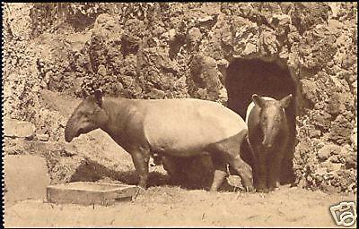 netherlands, ROTTERDAM, Blijdorp Zoo, Indian TAPIR 20s