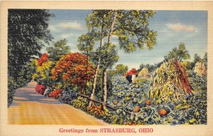 Strasburg Ohio 1940s Greetings Postcard Field Pumpkins Tuscarawas County