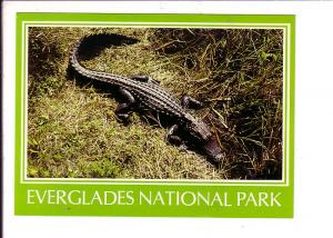 Alligator, Everglades National Park, Florida