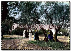 Postcard Modern Provence olive harvest