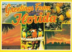 Florida Greetings With Multi Views