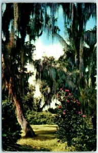 Postcard - Live Oaks and Camellas, Louisiana 