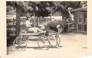 Cawston Ostrich Farm real photo Ostrich 1926 