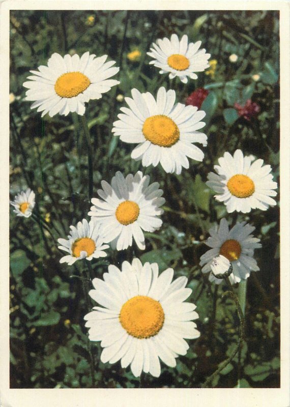 Postcard Greeting card field flowers