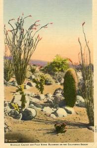 CA - Ocotillo Cactus & Palo Verde Blooming