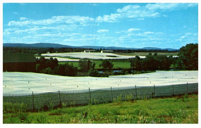 12518    CT Tariffville 1970s  Shade Grown Tobacco Farm