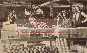 FL, Sarasota, Florida, Orange Packing House, Interior View, No 15511