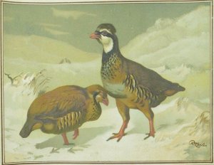 1880's-90's Lovely Bird's Quail Winter Snow Scene Victorian Trade Card &S