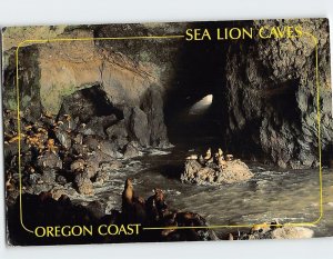 Postcard Sea Lion Caves, Oregon Coast, Florence, Oregon