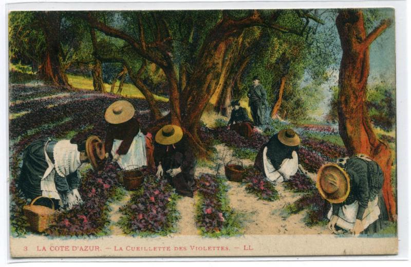 La Cueillette Des Violettes Flower Growing Cote D'Azur France postcard