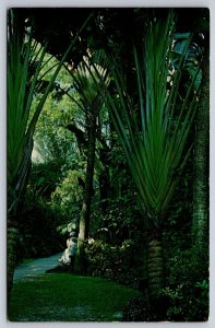 Travelers Tree, Sunken Gardens, St Petersburg, Florida, Vintage Chrome Postcard