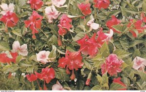 FIJI , 50-60s ; Hibiscus Flowers